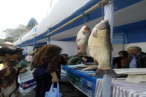 Fish samples in Meghalaya tested positive for formalin, Govt bans sale of fish for 15 days