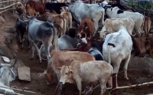 Govt declares 7 villages infected of LSD in cattle