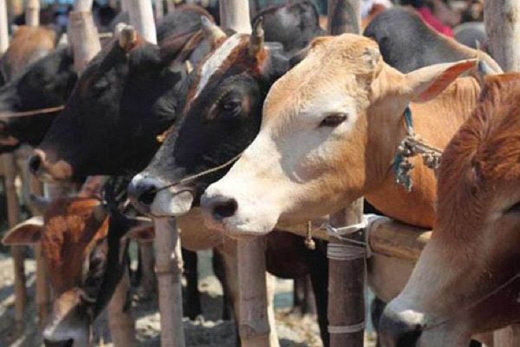 ‘Section 7 of Assam Cattle Preservation Bill, 2021 is in contravention of Indian Constitution’