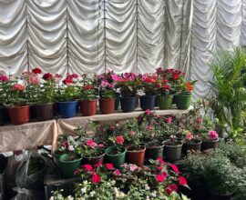 Shillong Mid Summer Fling Fair: A Treat for Plant Lovers