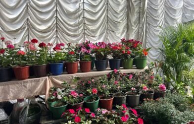 Shillong Mid Summer Fling Fair: A Treat for Plant Lovers