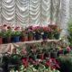 Shillong Mid Summer Fling Fair A Treat for Plant Lovers 80x80