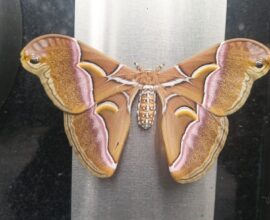 Discovery of Rare “Atlas Moth” in Shillong Forests