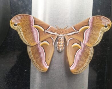 Discovery of Rare “Atlas Moth” in Shillong Forests