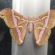 Discovery of Rare “Atlas Moth” in Shillong Forests