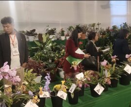 Department of Horticulture to Host Autumn Flower Show at U Soso Tham Auditorium