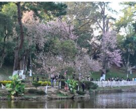 Traffic Advisory: Parking and No-Entry Arrangements for Cherry Blossom Festival 2025