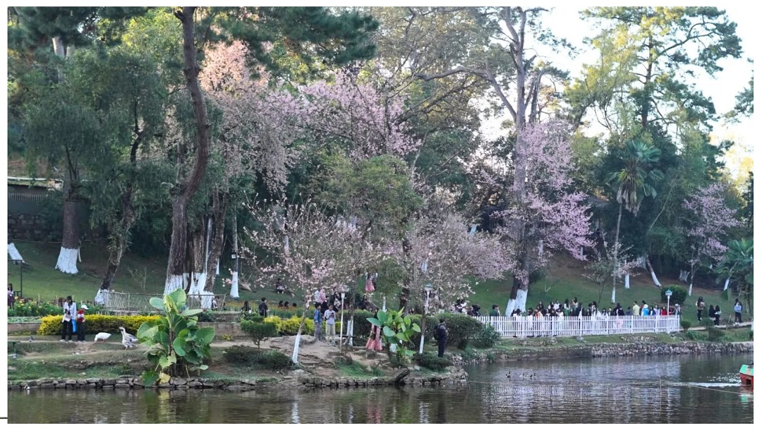 Traffic Advisory: Parking and No-Entry Arrangements for Cherry Blossom Festival 2025