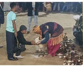 32 Goats Sacrificed in Concluding Ritual of Pomblang Syiem Nongkrem at Smit