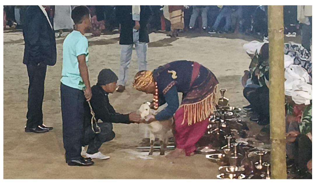 32 Goats Sacrificed in Concluding Ritual of Pomblang Syiem Nongkrem at Smit