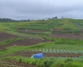 Organic Inputs Key to Improving Nutrient Efficiency in Smart Farming: Expert