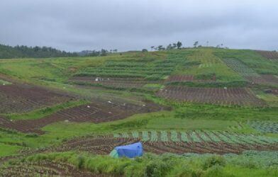 Organic Inputs Key to Improving Nutrient Efficiency in Smart Farming: Expert