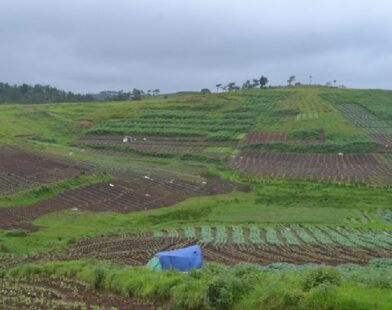 Organic Inputs Key to Improving Nutrient Efficiency in Smart Farming: Expert