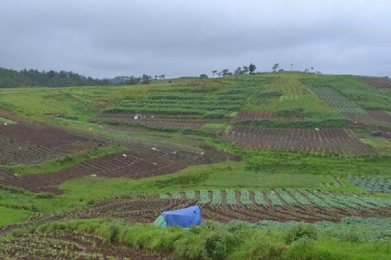 Organic Inputs Key to Improving Nutrient Efficiency in Smart Farming: Expert