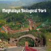 Boost for conservation: Meghalaya releases critically endangered Pangolin into wild