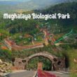 Boost for conservation: Meghalaya releases critically endangered Pangolin into wild