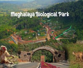 Boost for conservation: Meghalaya releases critically endangered Pangolin into wild