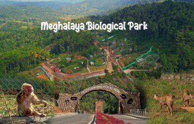 Boost for conservation: Meghalaya releases critically endangered Pangolin into wild