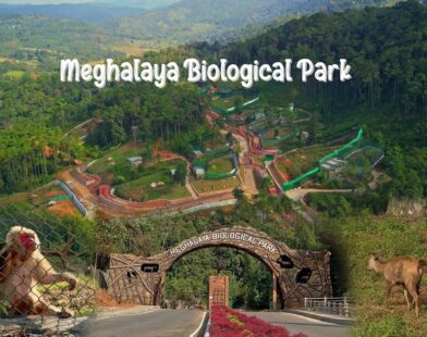 Boost for conservation: Meghalaya releases critically endangered Pangolin into wild