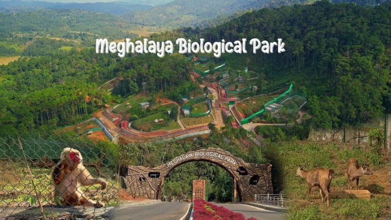 Boost for conservation: Meghalaya releases critically endangered Pangolin into wild