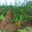 Six Years of Watermelon Farming in East Khasi Hills, Yet Mynriang Farmers Await Government Support