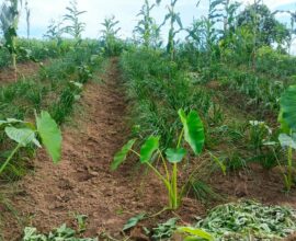 Six Years of Watermelon Farming in East Khasi Hills, Yet Mynriang Farmers Await Government Support