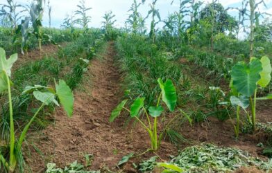 Six Years of Watermelon Farming in East Khasi Hills, Yet Mynriang Farmers Await Government Support