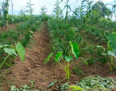 Six Years of Watermelon Farming in East Khasi Hills, Yet Mynriang Farmers Await Government Support