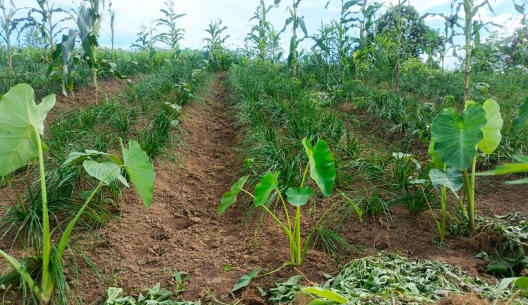 Six Years of Watermelon Farming in East Khasi Hills, Yet Mynriang Farmers Await Government Support