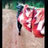Villagers Carry Sick Man on Makeshift Stretcher as Lack of Road Leaves Nongkynrih Isolated