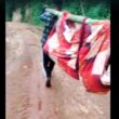 Villagers Carry Sick Man on Makeshift Stretcher as Lack of Road Leaves Nongkynrih Isolated